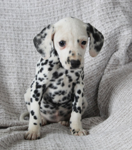 AKC Registered Dalmatian For Sale Wooster OH Female-Ada