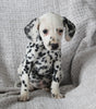 AKC Registered Dalmatian For Sale Wooster OH Female-Ada