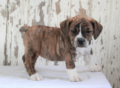 Beabull For Sale Holmesville, OH Female- Sadie