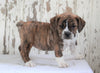 Beabull For Sale Holmesville, OH Female- Sadie