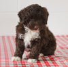 Mini Aussiedoodle For Sale Sugarcreek OH Male-Skipper