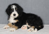 Bernedoodle For Sale Sugarcreek OH Female-Grace