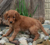 Medium F1BB Goldendoodle For Sale Millersburg OH Male-Delmar