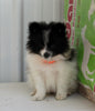 Pomeranian For Sale Fredericksburg OH Female-Dixie