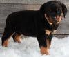 AKC Registered Rottweiler For Sale Applecreek OH -Female Layla
