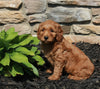 Mini Goldendoodle For Sale Suagrcreek OH Female-Sadie