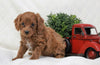 Cockapoo For Sale Millersburg, OH Female- Princess