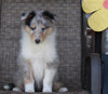 Collie Lassie For Sale Fredricksburg OH Female-Roxanne