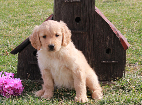 AKC Registered Golden Retriever For Sale Fredericksburg, OH Female- Leila