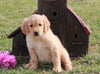 AKC Registered Golden Retriever For Sale Fredericksburg, OH Female- Leila
