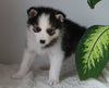 Pomsky For Sale Fredericksburg, OH Female- Dusty