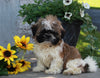 ACA Registered Shih-Tzu For Sale Millersburg OH Male-Conner