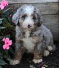 Mini Bernedoodle For Sale Millersburg OH Male-Kobe