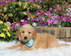 Goldendoodle For Sale Sugarcreek OH Male-Patrick