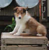 AKC Registered Collie Lassie For Sale Fredricksburg OH Female-Hope