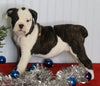 Boxer/Bulldog For Sale Fredericksburg OH Female-Kallie