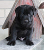 ACA Registered Labrador Retriever For Sale Sugarcreek, OH Male- Duke