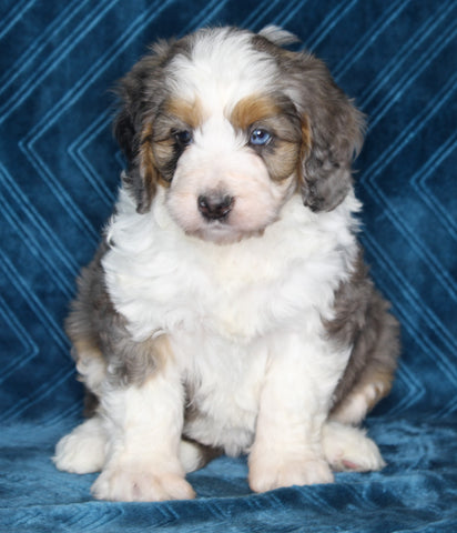 Mini Bernedoodle For Sale Dundee OH Female-Macey