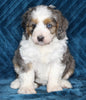 Mini Bernedoodle For Sale Dundee OH Female-Macey