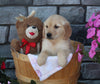 AKC Registered Golden Retriever For Sale Brinkhaven OH Female-Kendra