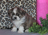 Shih Tzu For Sale Millersburg, OH Male- Cody *House Trained*