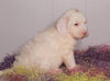 F1B Labradoodle For Sale Millersburg, OH Male- Ben