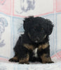 Mini Bernedoodle For Sale Millersburg OH Male-Guardian