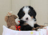 AKC Registered Bernese Mountain Dog For Sale Brinkhaven, OH Female- Rose