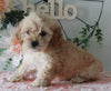 Cockapoo For Sale Holmesville OH Female-Kayla
