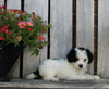Mini Bernedoodle For Sale Sugarcreek OH Female-Emma