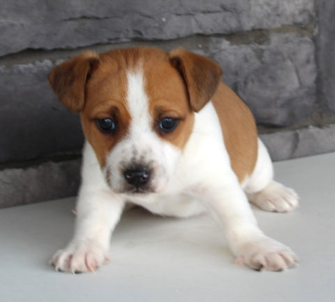 Jack Russel For Sale Millersburg OH Female-Sheila
