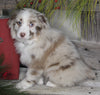 Australian Shepherd For Sale Shreve OH Male-Strawberry Shortcake