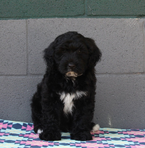 AKC Registered Portuguese Water Dog For Sale Fredricksburg OH Male-Ellis