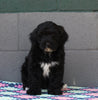 AKC Registered Portuguese Water Dog For Sale Fredricksburg OH Male-Ellis