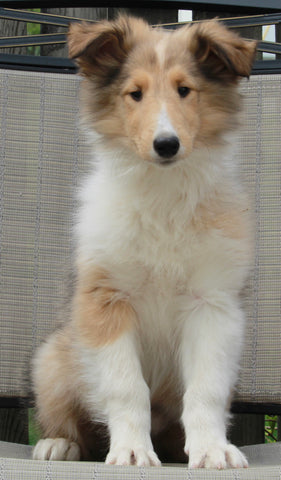 AKC Registered Collie (Lassie) For Sale Fredericksburg, OH Female- Mia