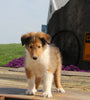 Collie Lassie For Sale Fredericksburg OH Male-Garfield