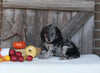 F1B Medium Labradoodle For Sale Millersburg OH Female-Florence