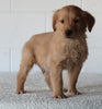 AKC Registered Golden Retriever For Sale Millersburg OH Male-Buddy