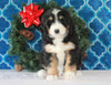 Bernedoodle (Standard) For Sale Sugarcreek, OH Male- Chase