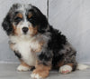 Mini Bernedoodle For Sale Millersburg OH Male-Taylor