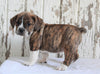 Beabull For Sale Holmesville, OH Female- Sadie