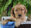 AKC Registered Golden Retriever For Sale Shreve OH Male-Rex