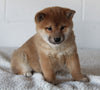 AKC Registered Shiba Inu For Sale Millersburg OH Female-Brianna