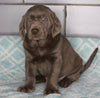AKC Registered Silver Labrador Retreiver For Sale Sugarcreek OH Male-Max