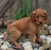 Medium F1BB Goldendoodle For Sale Millersburg OH Male-Delmar