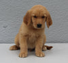AKC Registered Golden Retriever For Sale Brinkhaven OH Male-Dash