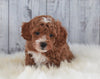 ICA Registered Miniature Poodle For Sale Dundee, OH Male- Parker