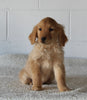 AKC Registered Golden Retriever For Sale Millersburg OH Male-Billy
