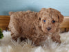 Mini Poodle For Sale Millersburg OH Female-Missy