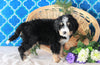 Bernedoodle For Sale Sugarcreek, OH Male- Marshall